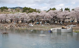A scenery in Kesennuma in late April, good season for cherry blossom